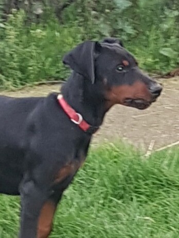 doberman gumtree